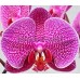 Орхидея 2 ветки (taida-prince-taida)